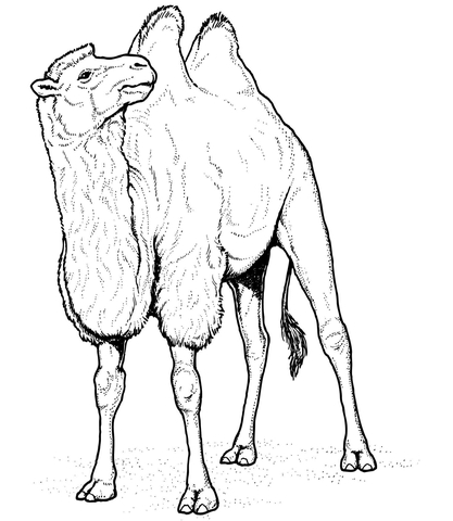 Two Humped Bactrian Camel Coloring Page